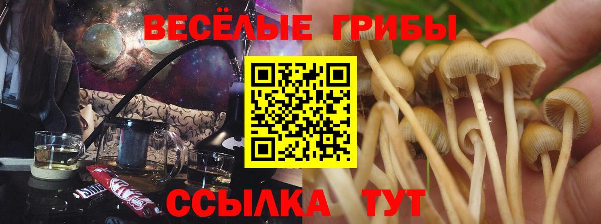 Псилоцибиновые грибы Psilocybe  Вход с VPN  Галлюциногенные грибы Psilocybe  купить наркотик  Черняховск 